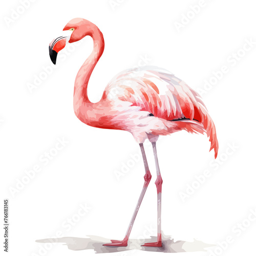 Watercolor of a flamingo vector illustration  isolated on a white background   painting clipart  design Graphic.