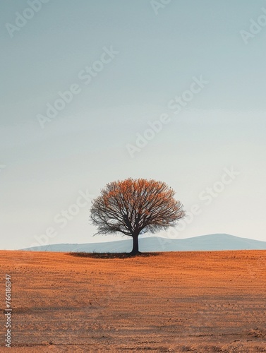 Lone tree in a desolate landscape  half in shadow  evoking solitude 