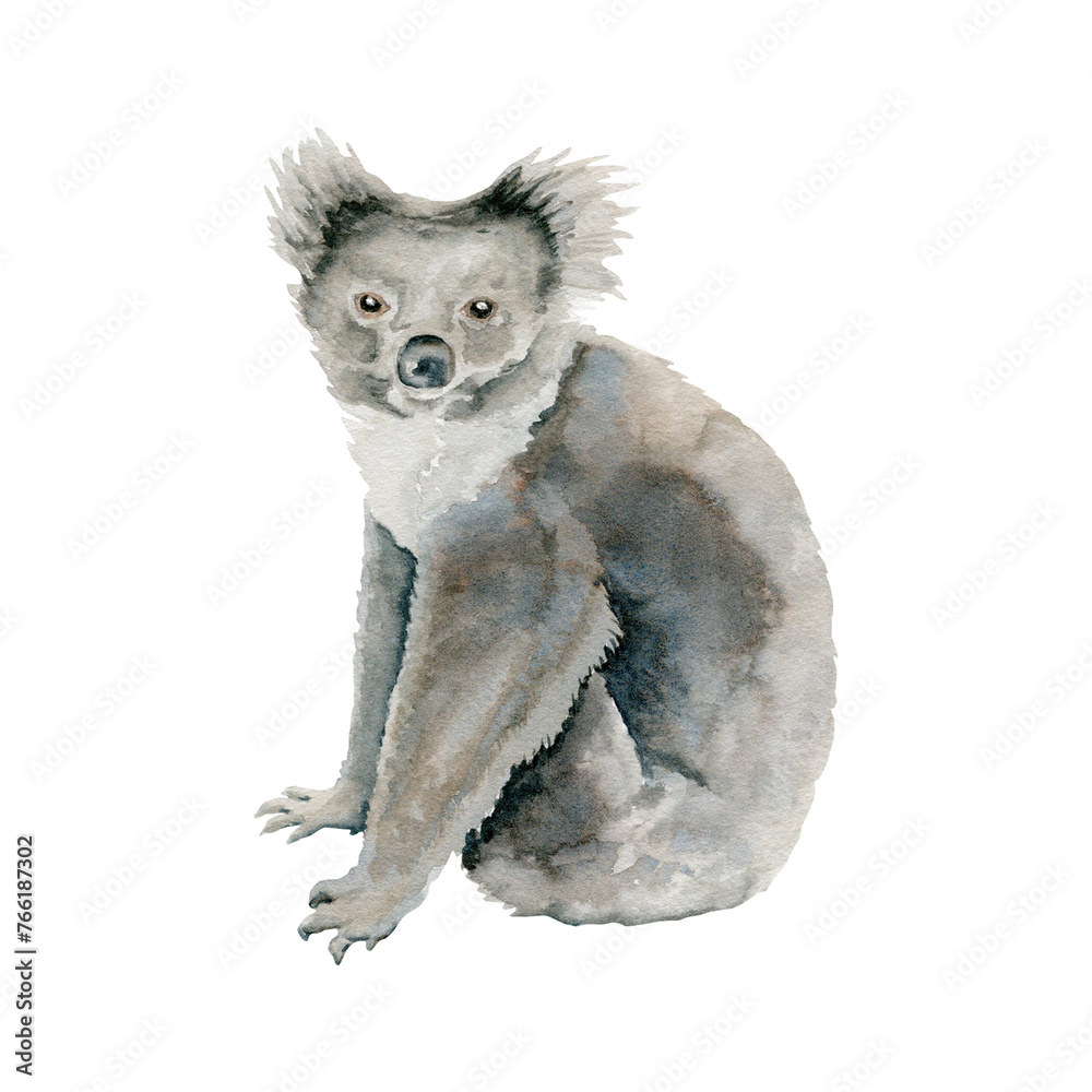 Obraz premium Koala Bear. Grey Indigenous Australian native marsupial animal. Watercolor illustration on transparent background. Hand drawn sketch for national endemic Australia wildlife design, cards and prints
