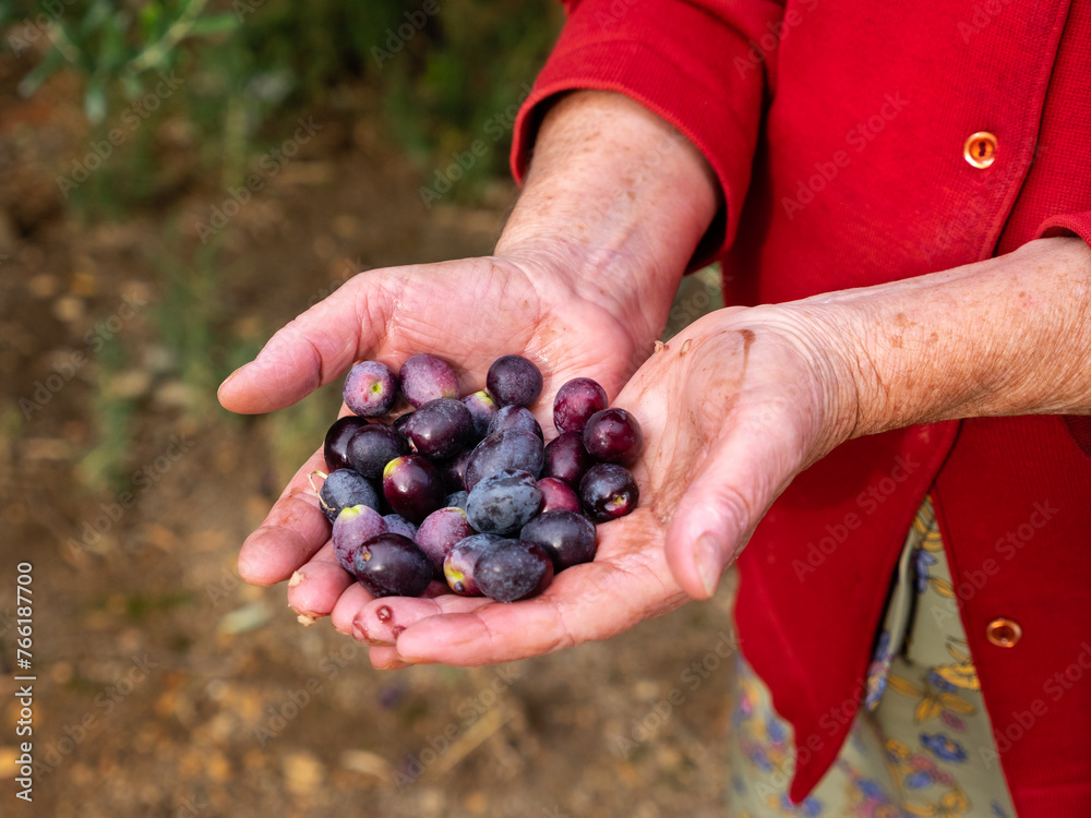 Older woman's hand holding a handful of black olives, close-up view. Older woman's hand holding a handful of black olives, close-up view.