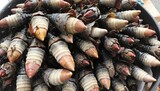 fresh percebes goose barnacles rare unusual seafood on display in Portugal