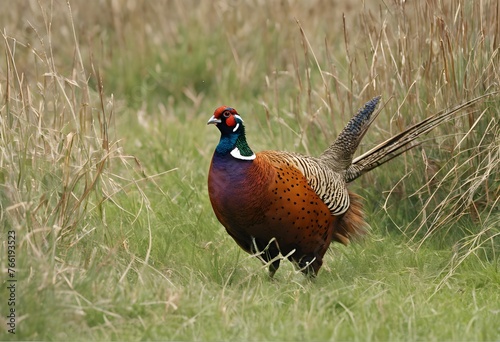 A Pheasant in the grass