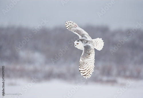 A close up of aSnowy Owl photo