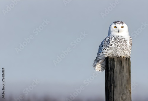 A close up of aSnowy Owl photo