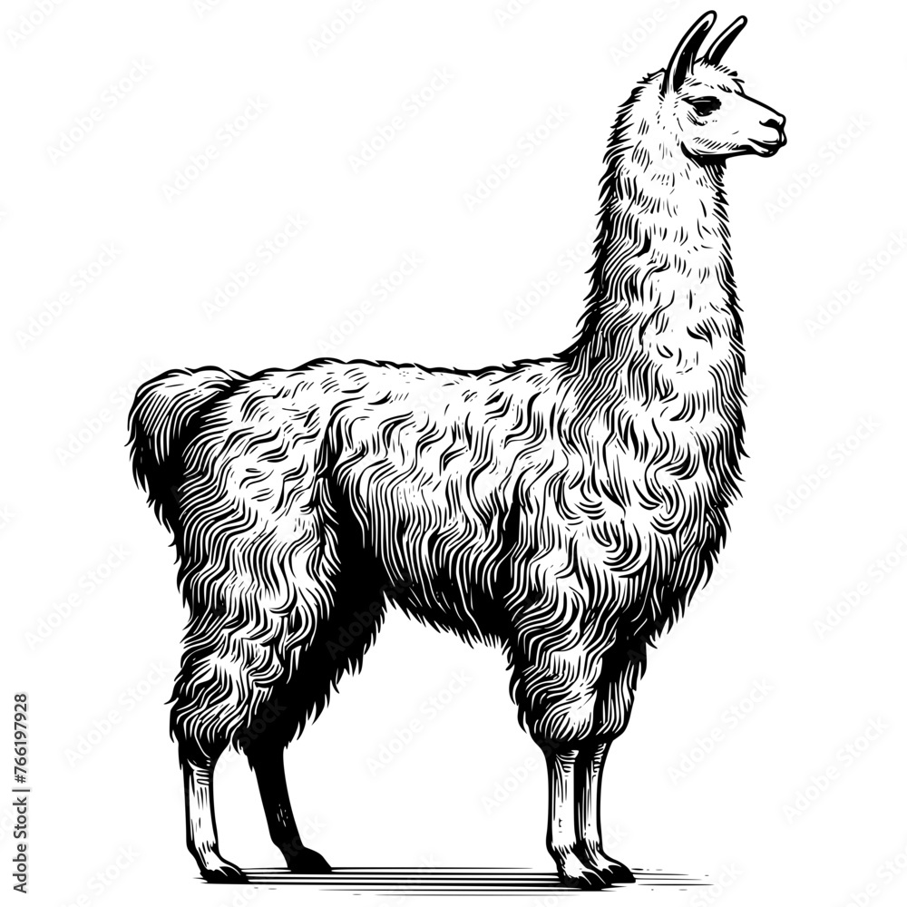 Llama alpaca vector , baby Llama, Llama Family, Llama Svg, Llama ...