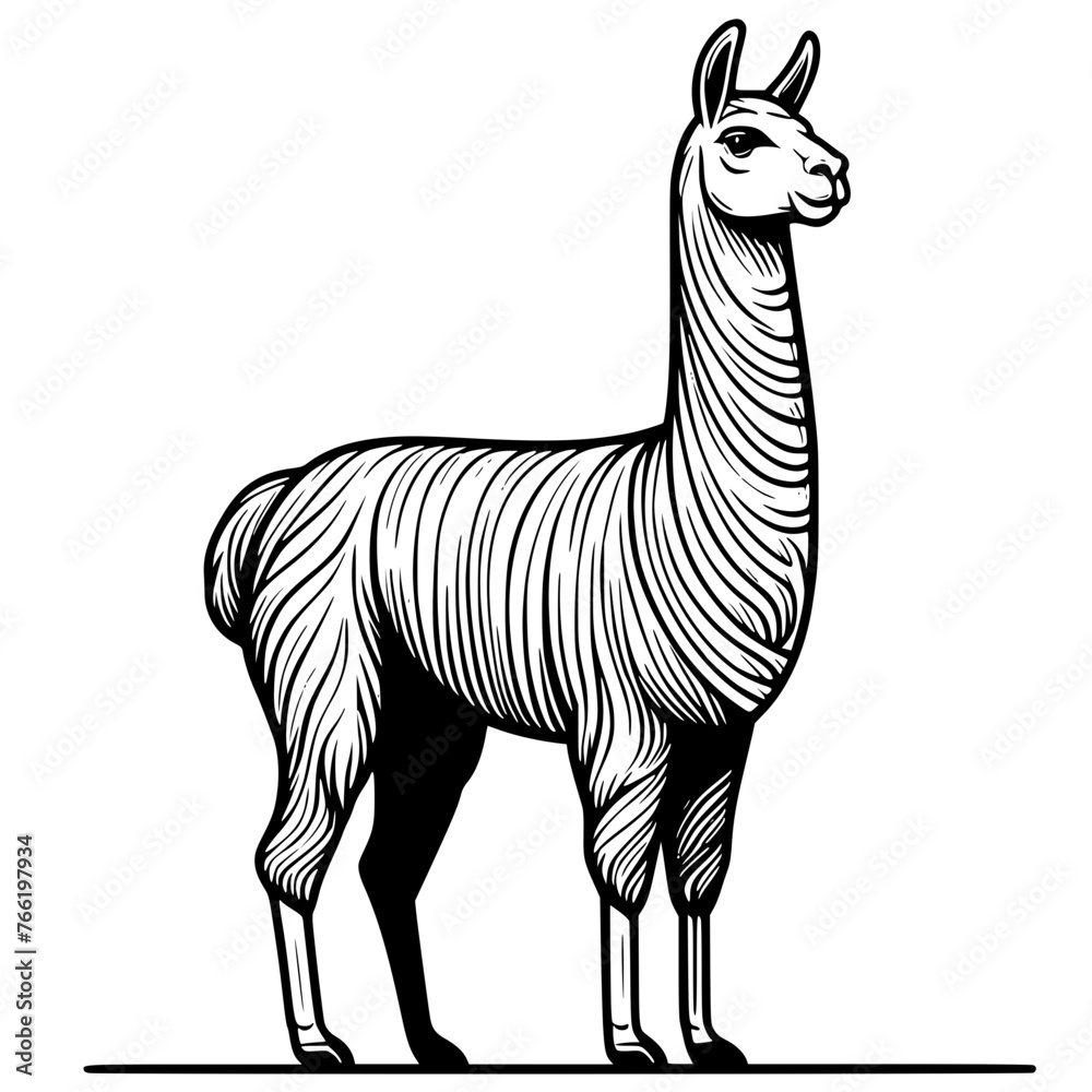 Stockvektorbilden Llama alpaca vector , baby Llama, Llama Family, Llama ...