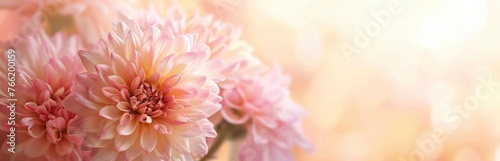 Beautiful pink chrysanthemum flowers © EMRAN