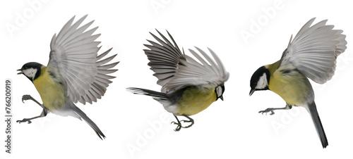 flight of three yellow tits isolated on white