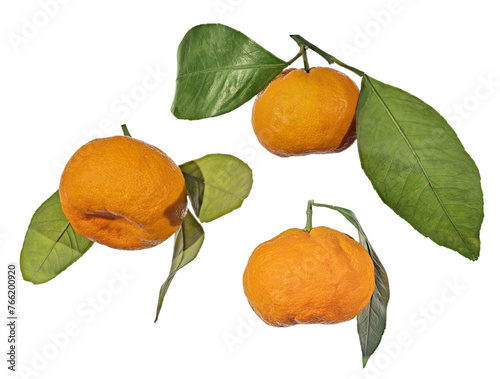 ripe orange three tangerines with large leaves isolated on white