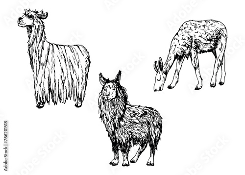 Hand drawn ink vector illustration, farm cattle wool animal, llama alpaca vicuna guanaco, South Central America. Set of objects isolated on white background. Design travel, vacation, brochure, print