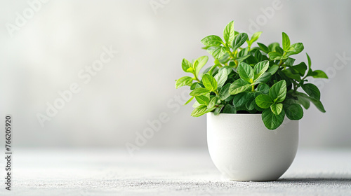 A green plant in a white pot on a white background.