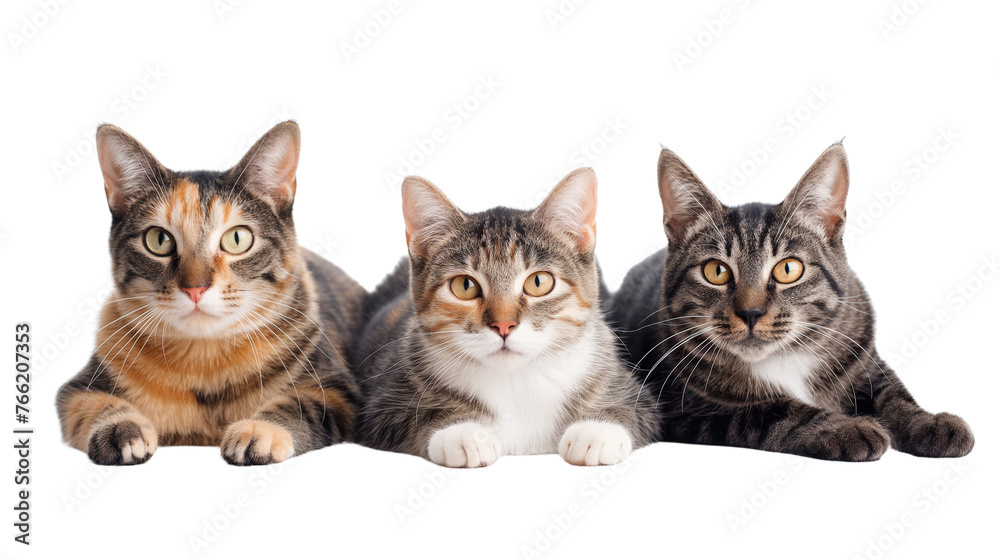 Lying cats isolated with transparent background