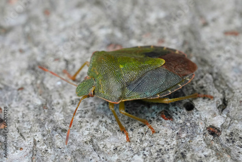 Closeup on an overwintering Green shieldbug, Palomena prasina sitting on wood photo