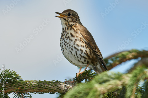 Singdrossel in Nahaufnahme auf einem Zweig