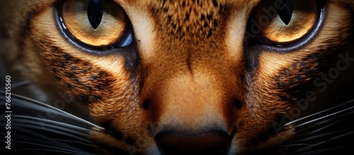 A closeup shot showcasing a Felidaes eye with whiskers and a snout against a dark background. A mesmerizing view of a small to mediumsized cats fawn eyes photo