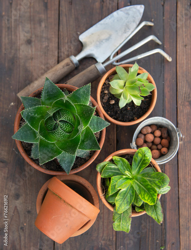 top view on succulent  potted and gardening equipment on wooden table background