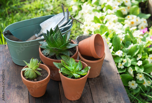succulent potted  and gardening equipment on wooden table in a garden with fl...
