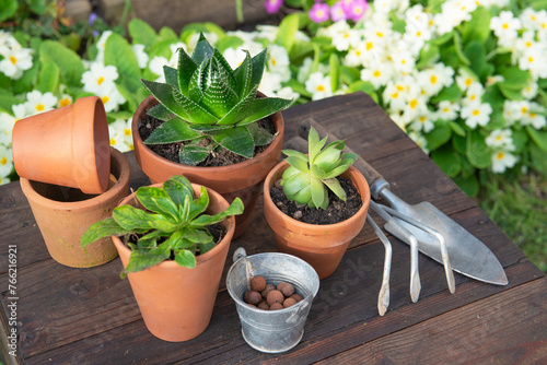 succulent potted and gardening equipment on wooden table in a garden with flo...
