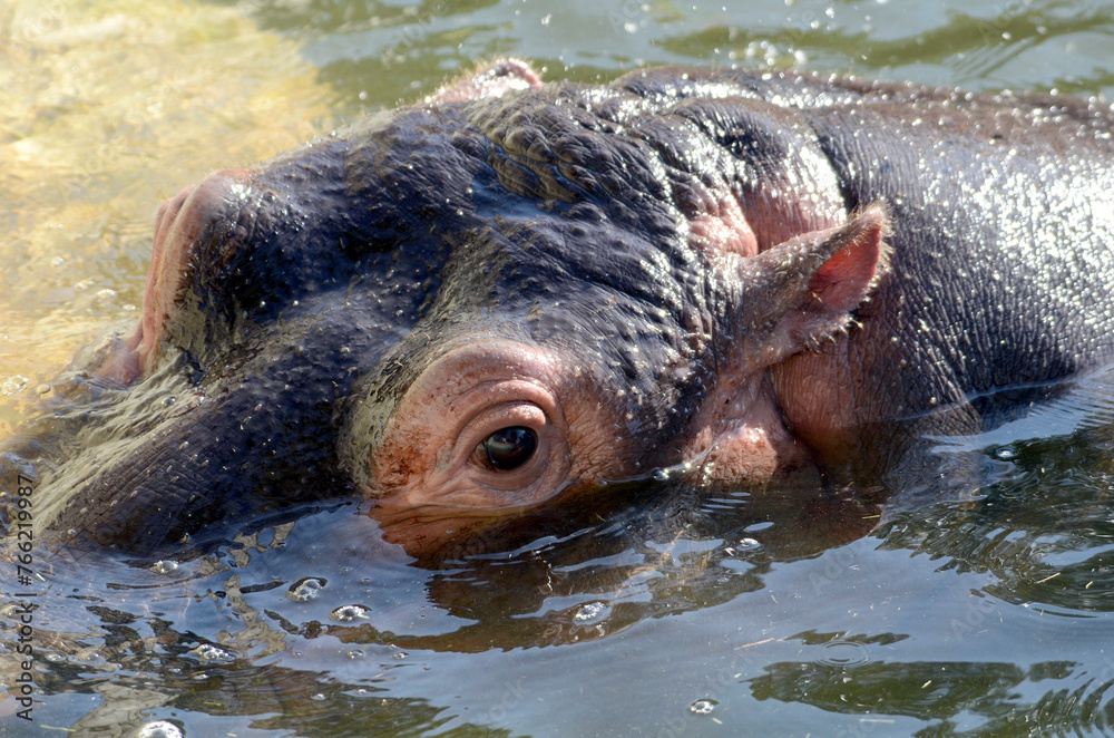 Fototapeta premium カバ