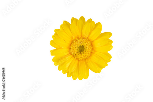 yellow gerber daisy isolated on white background