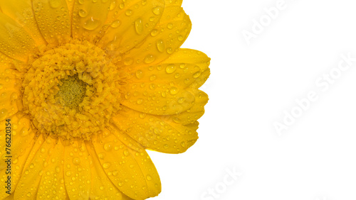 yellow gerber with water droplets isolated on white background