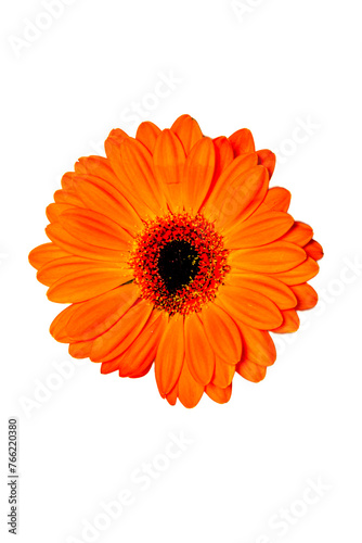 orange gerber flower isolated on white background