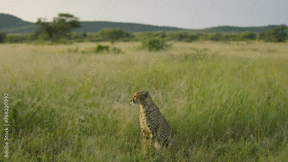 cheetah sitting in tall grass, looking around, open shot cheetah sitting in tall grass, looking around, open shot