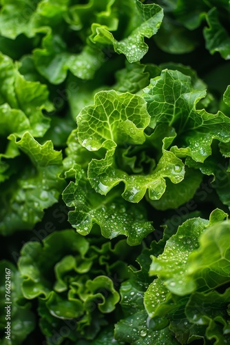 Vegetable background macro photo,fresh lettuce leaves