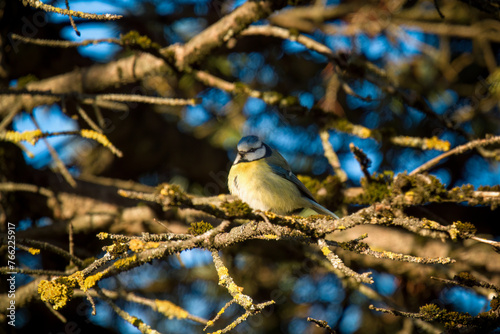 blue tit, cyanistes caeruleus, perched on a twig at a spring morning