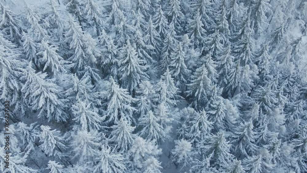 Aerial view of the snow-covered forest Aerial view of the snow-covered forest