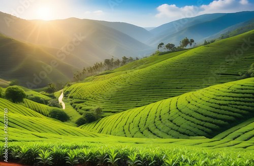 Panoramic top view of the tea plantations on the green hills on a sunny summer day.