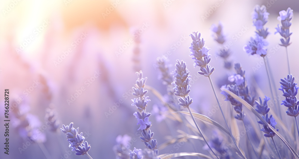 A dreamy landscape of a lavender field basked in sunset's soft glow, evoking serenity and nature's grace, natural organic lavender essential oil aromatherapy banner commercial