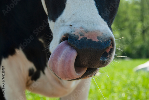 Weesp The Netherlands. .Dairy cow picking her nose with her tongue. photo