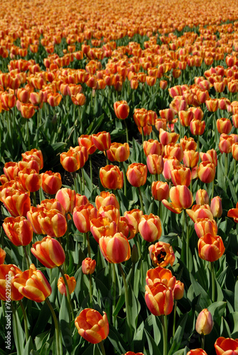 De Zilk nr Lisse The Netherlands Fields of blooming orange and red tulips in the middle of the  Bollenstreek  - Bulb district.