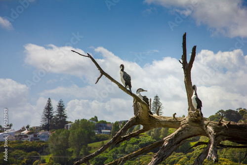 A group of New Zealand large shag  cormorant  perched on a tree branch. Wildlife of Orakei Basin  Auckland