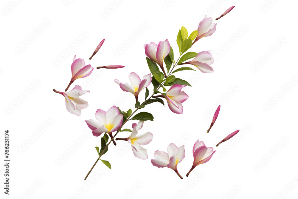 Obraz premium pink flowers frangipani local flora arrangement flat lay postcard style 