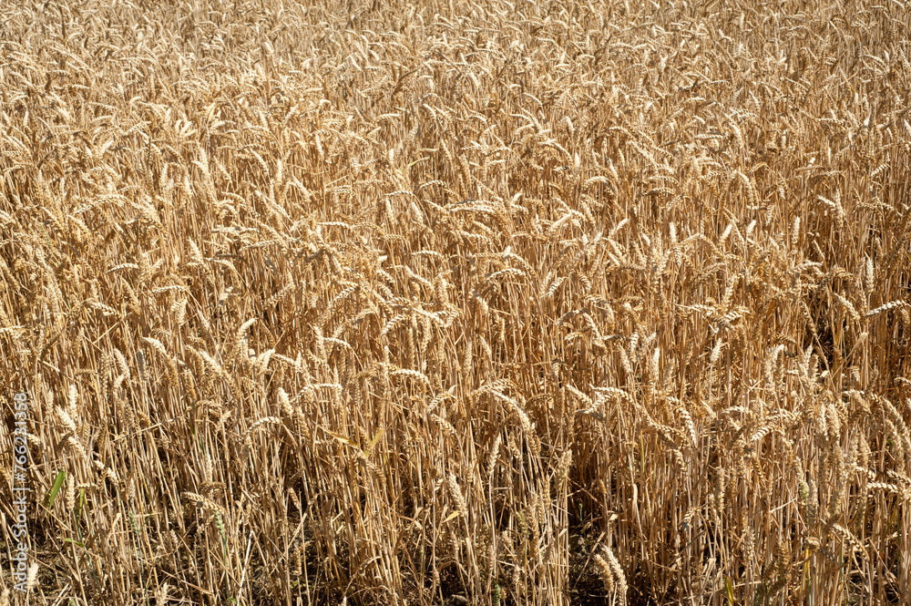 Wheatfield Wheatfield