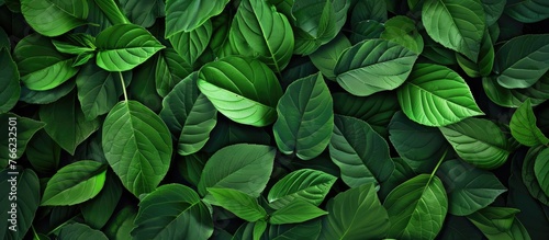 A close up of vibrant green leaves of a terrestrial plant against a dark black background. These leaves belong to a shrub or subshrub, possibly a flowering plant or groundcover © 2rogan