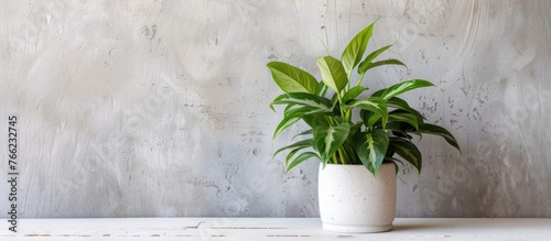 A houseplant sits in a flowerpot on a white table near a window in a building. The terrestrial plant adds a touch of nature to the room photo