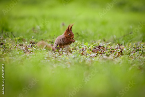 view of a red squirrel in a park © AUFORT Jérome