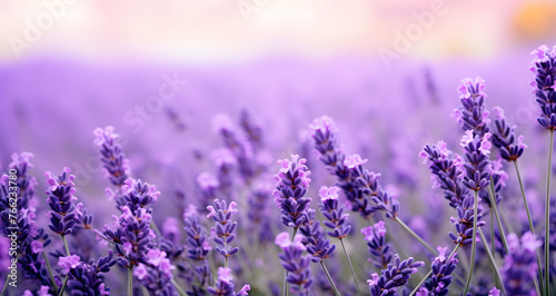 Beautiful image capturing the serene and romantic essence of a purple lavender field bathed in soft evening light, organic natural lavender essential oil aromatherapy banner commercial