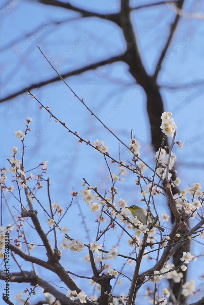 日本の神奈川県横浜市の大倉山公園梅林の梅とメジロ 日本の神奈川県横浜市の大倉山公園梅林の梅とメジロ