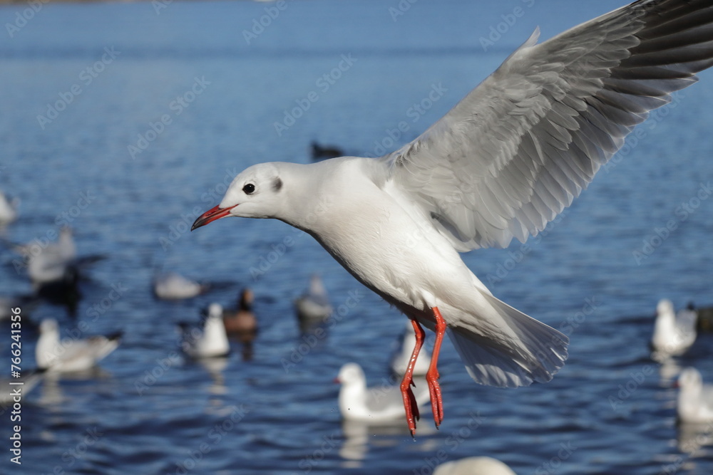 Fototapeta premium ゆりかもめ