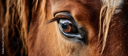 A closeup of a sorrel horses eye with long eyelashes and wrinkles around its fawncolored snout, a beautiful feature of this terrestrial working animal