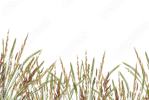 Meadow grass border with spikelets isolated on white background. Meadow grass frame. Dry meadow grass with fluffy spikelets. Overlay background.