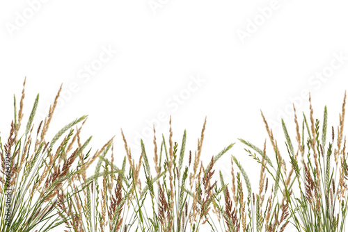 Meadow grass border with spikelets isolated on white background. Meadow grass frame. Dry meadow grass with fluffy spikelets. Overlay background.