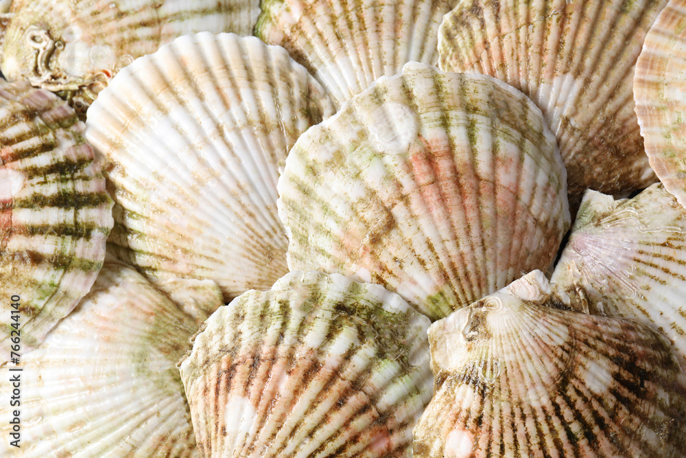 Fresh raw scallops in shells as background, top view