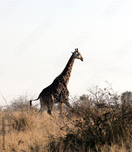 A photo of giraffe