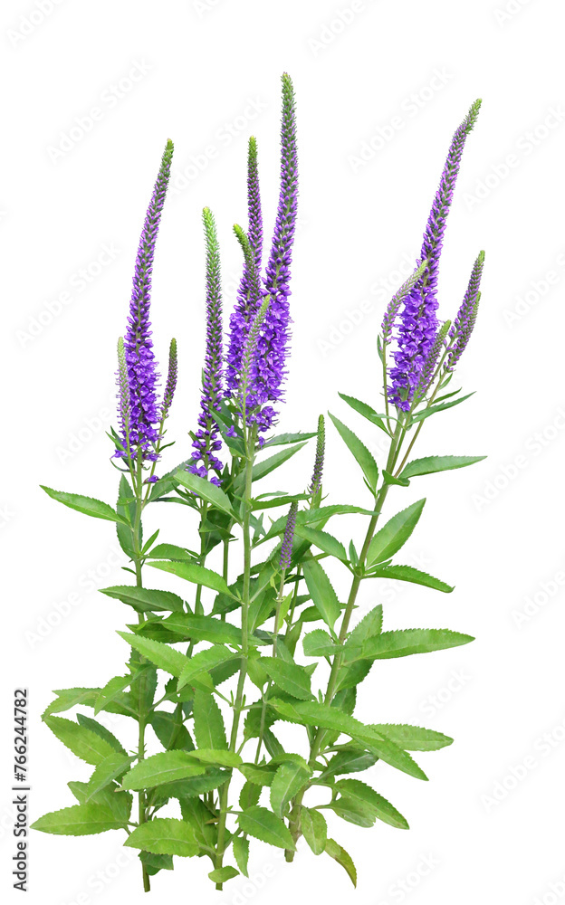 Fototapeta premium セイヨウトラノオ 5月撮影