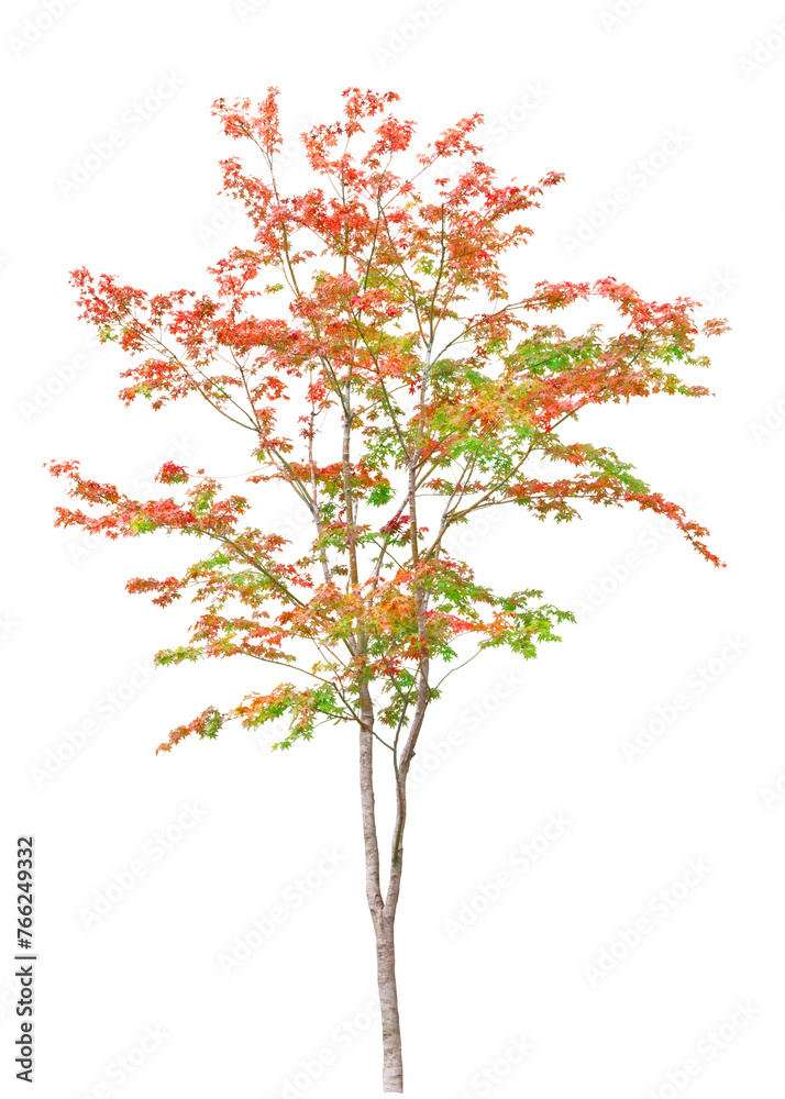 Fototapeta premium イロハモミジ 11月撮影